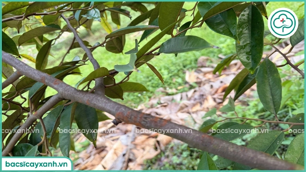 Triệu chứng nấm hồng trên sầu riêng